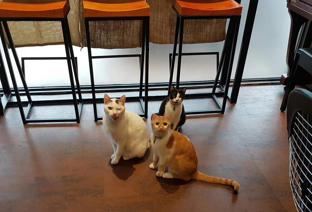 Meow G Cafe Hostel Хуалянь Екстер'єр фото